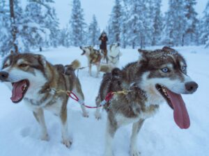 initiation-mushing